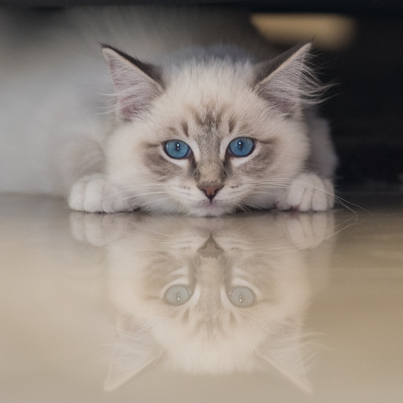 How to Improve your Cat Photography Dramatically
