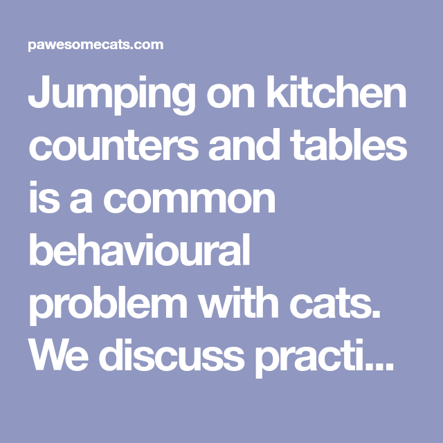How To Keep Cats Off Counter Tops / Why Would Cats Get a Kitchen ...