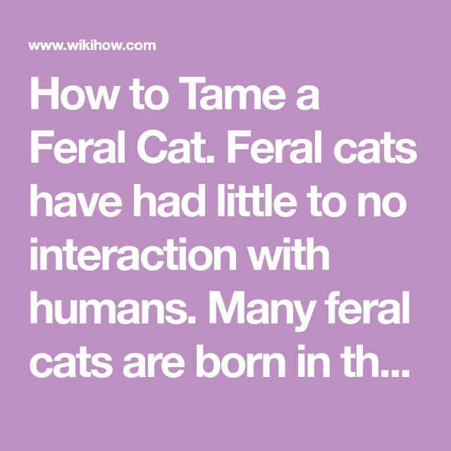 How to Tame a Feral Cat