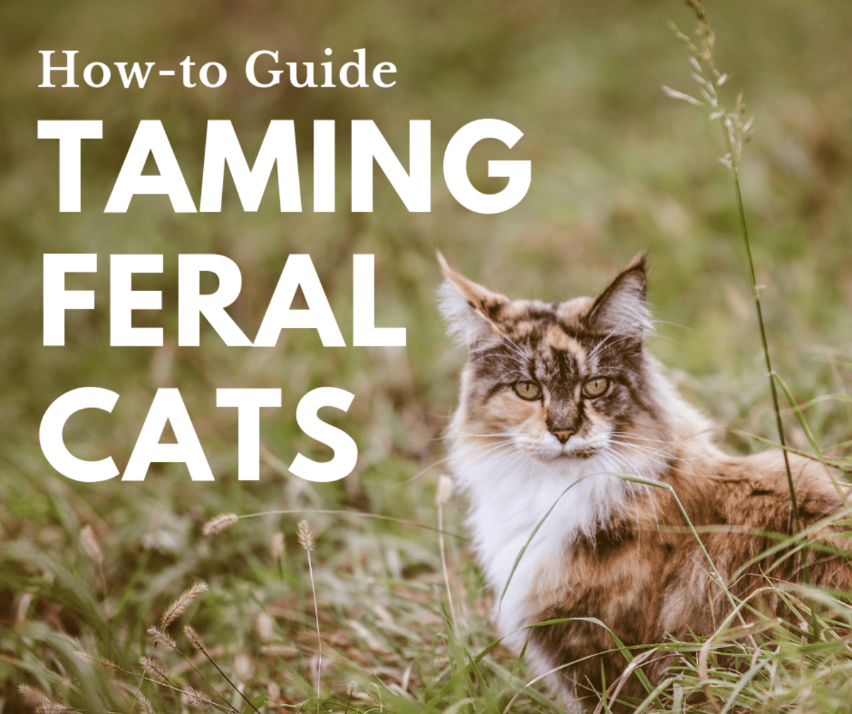 How to Tame a Wild Cat