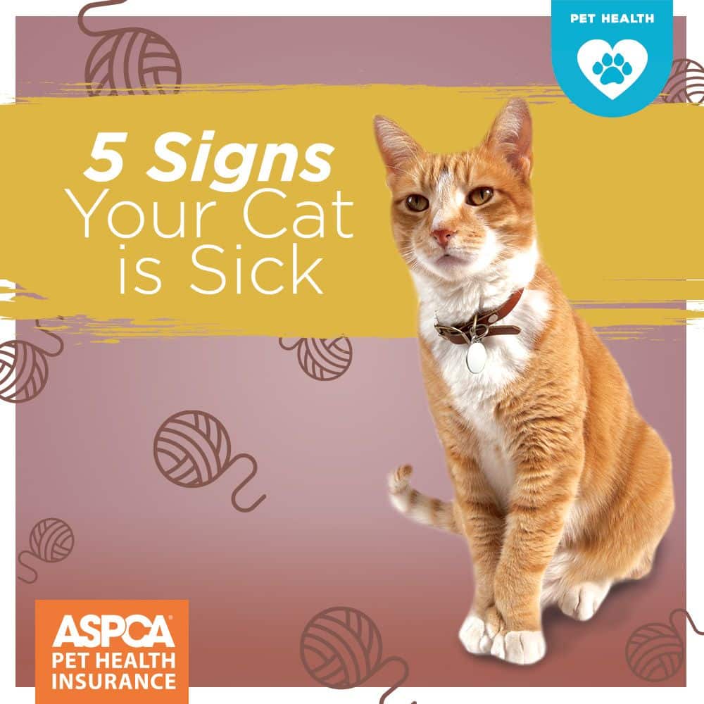 How To Tell If Your Cat Is Sick By Their Nose  FIRMTECH