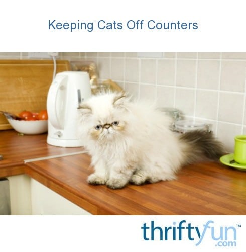 Keeping Cats Off Counters