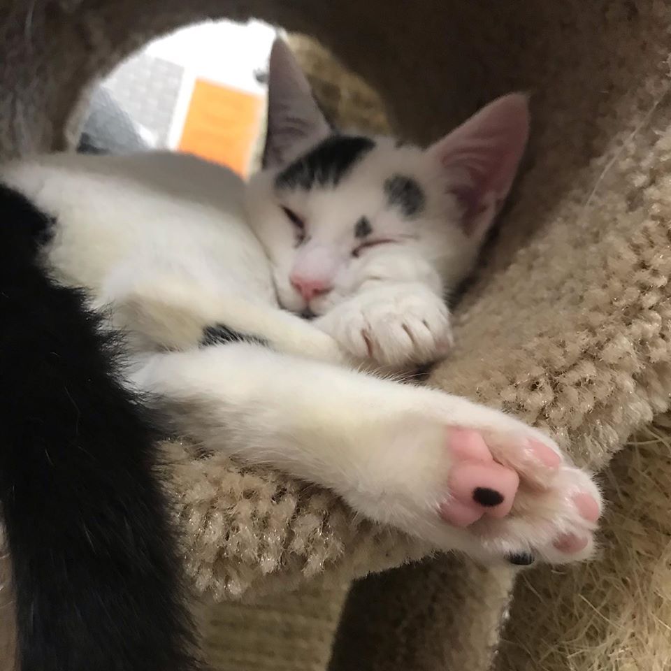 Kitten Adoption Tallahassee