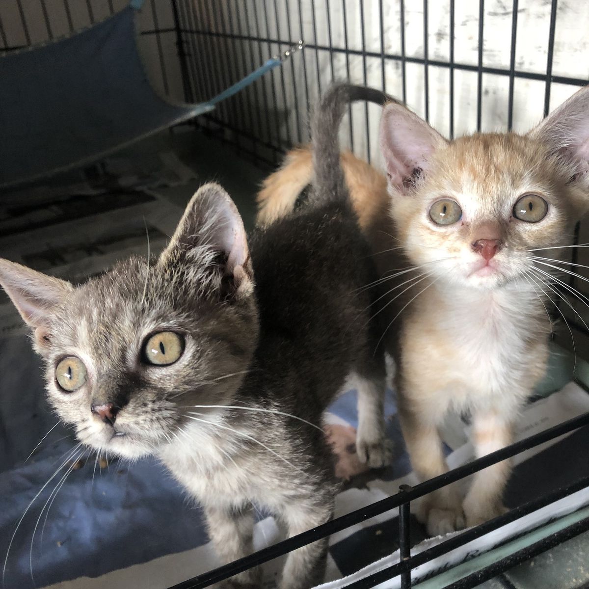 Kitten Rescue Orange County