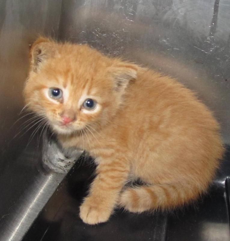 Kittens For Adoption Orange County