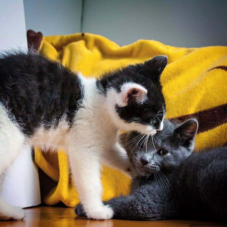 Kittens Found Holding Each Other and Wouldn