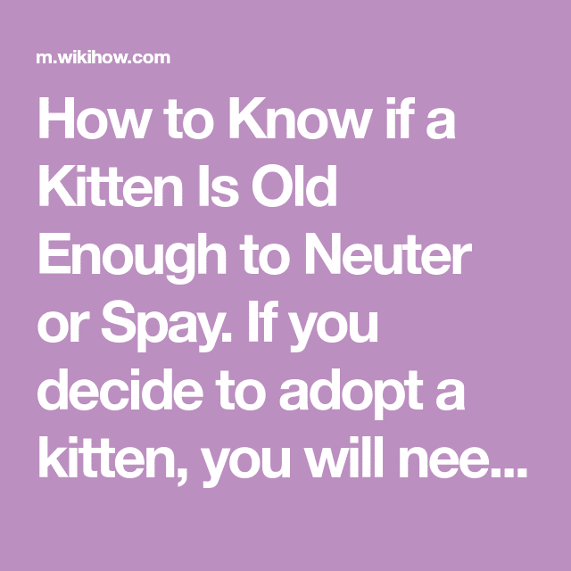Know if a Kitten Is Old Enough to Neuter or Spay