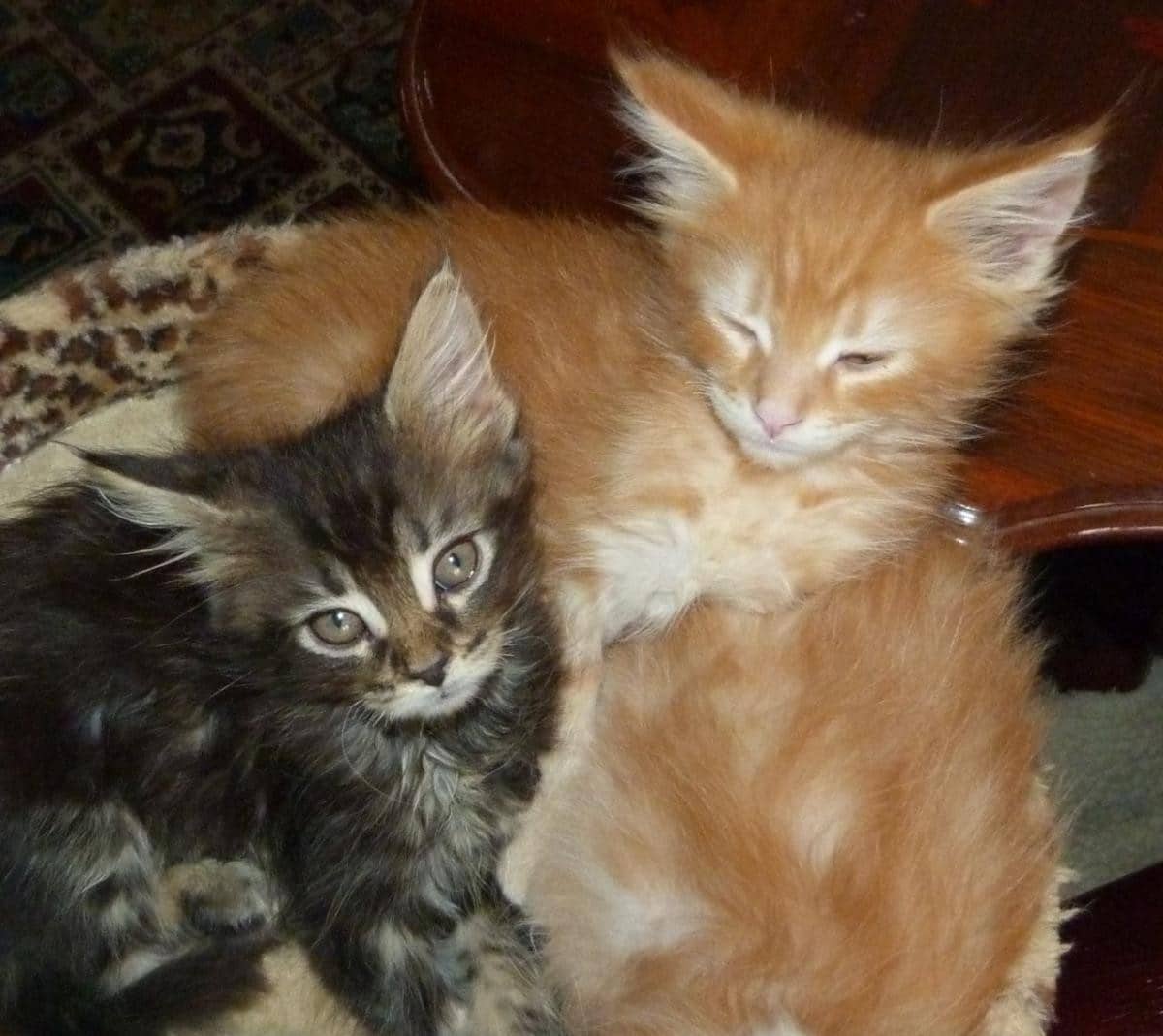 " Maine Coon"  Cats For Sale
