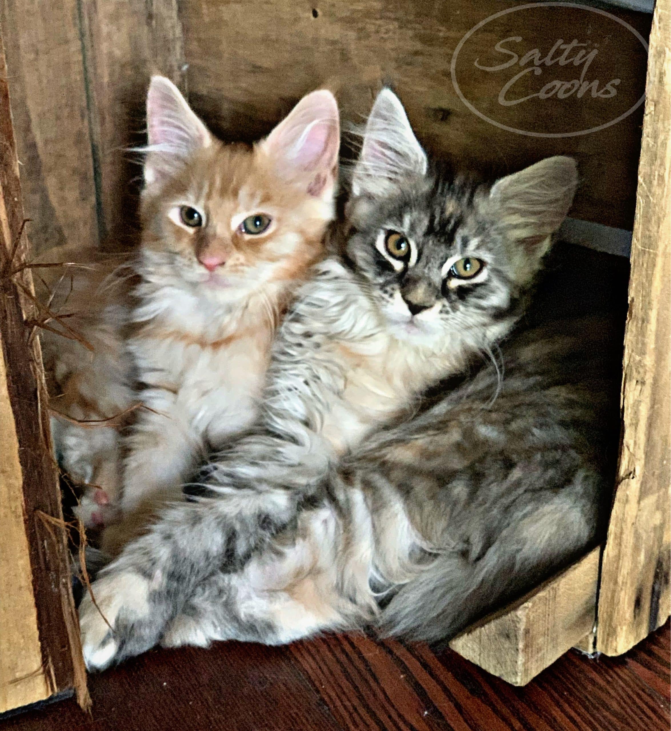 Maine Coon Kittens for Sale in Tampa, Florida