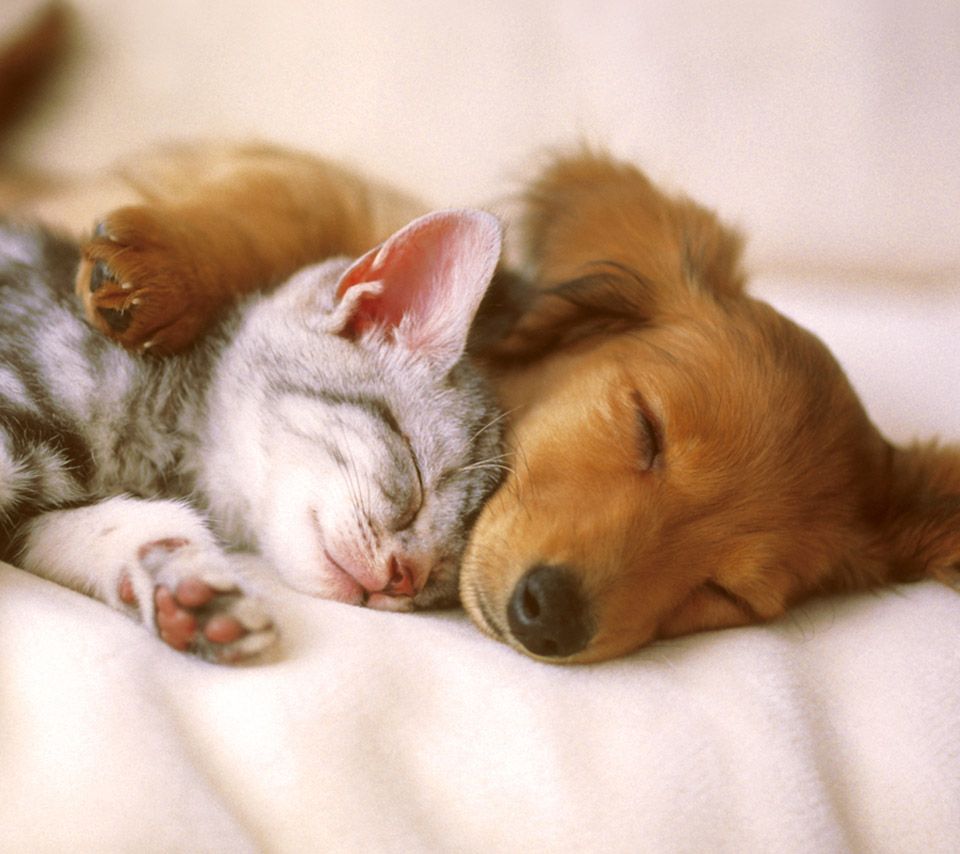 napping puppy &  kitten
