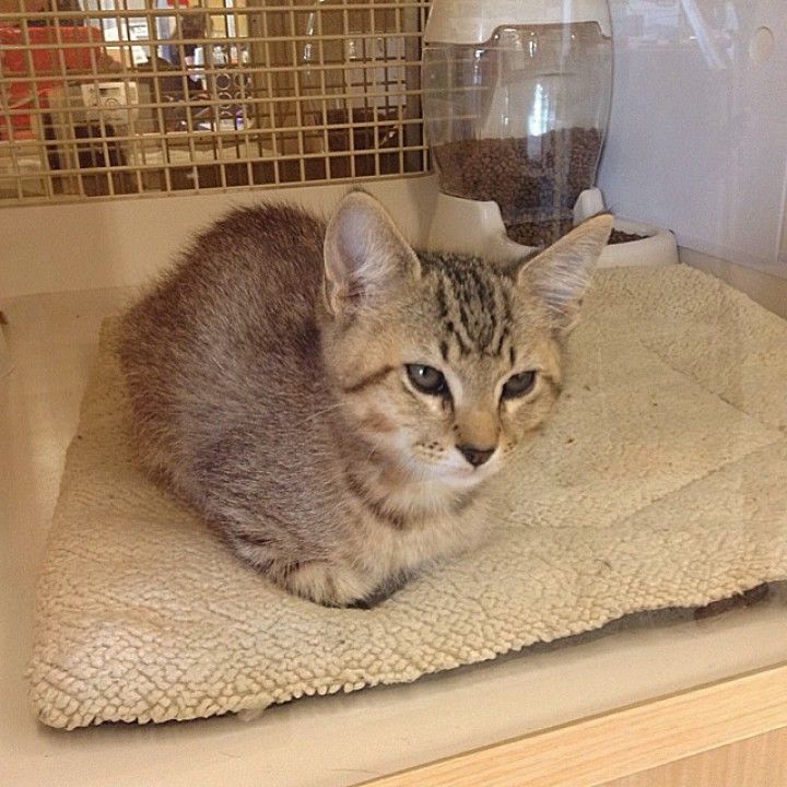 Petco Kitten Adoption Days