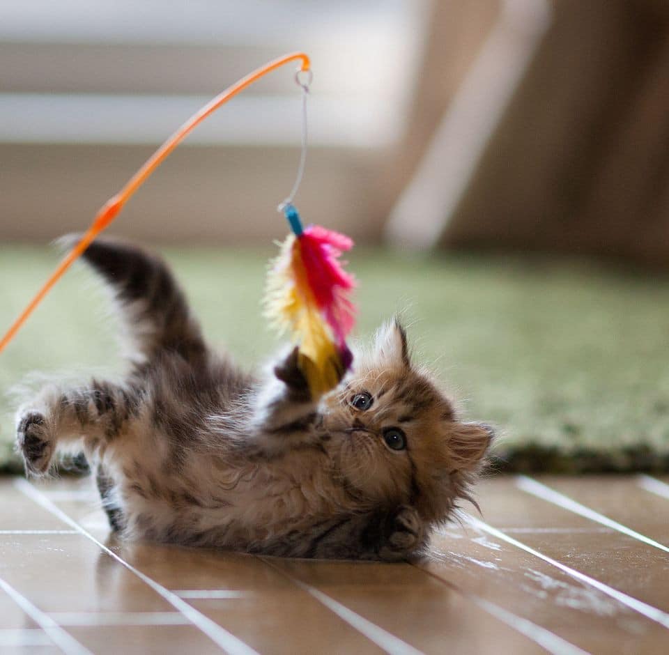 Playtime 101  How To Play With Your Cat!  Relax My Cat  Medium