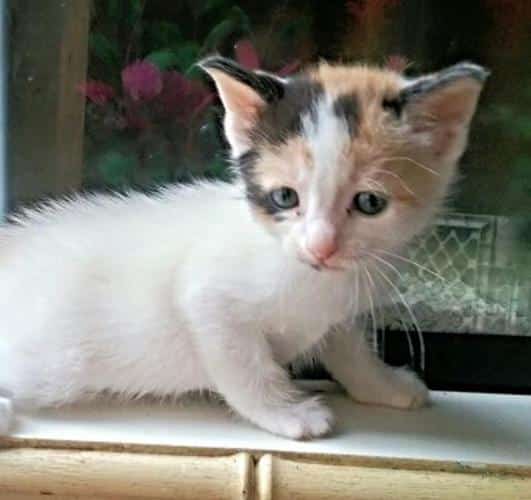 Ragamuffin Kittens for Sale in Janesville, Minnesota Classified ...