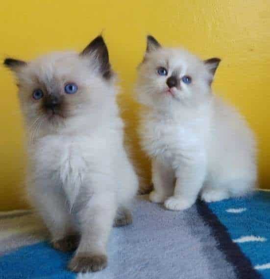 " Ragdoll"  Cats For Sale