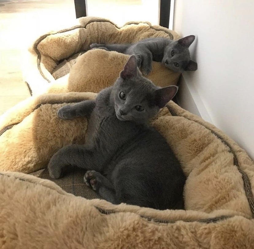 Russian Blue For Sale in Pennsylvania (58)