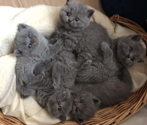 SOLID british shorthair kittens gccf regestered for Sale in Cumberland ...