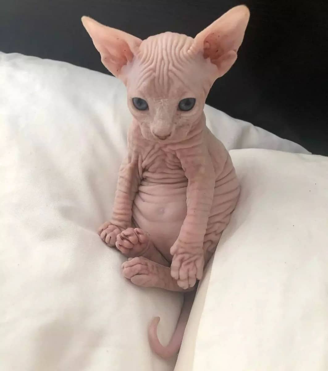 " Sphynx"  Cats For Sale