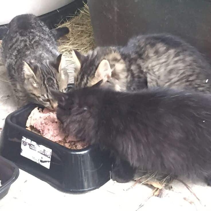 Taming feral kittens...I keep telling them food is not love but they