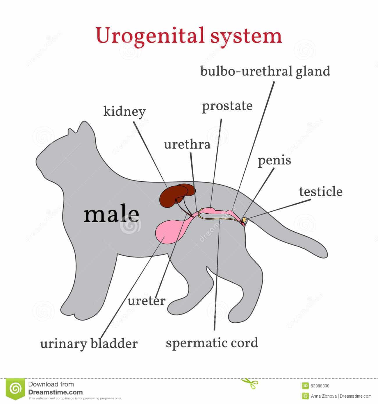 Urogenital System Of The Male Cat Stock Vector