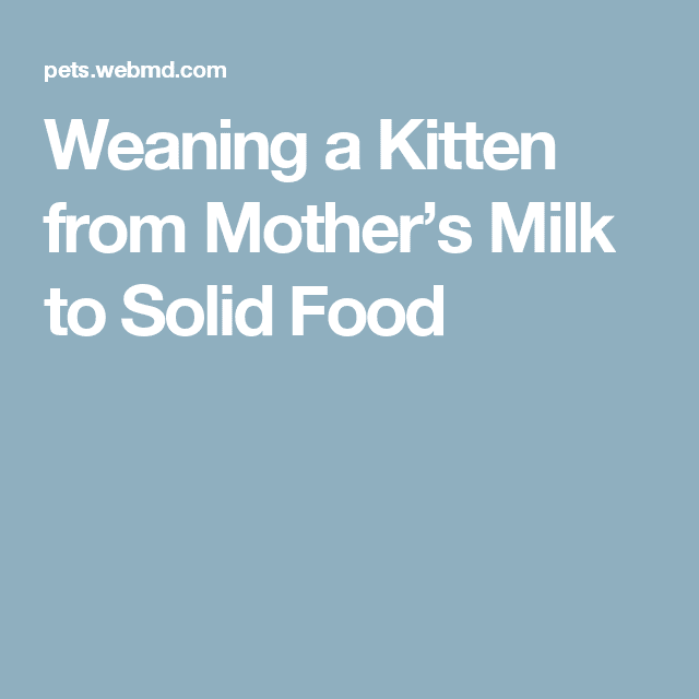 Weaning a Kitten From Mothers Milk to Solid Food