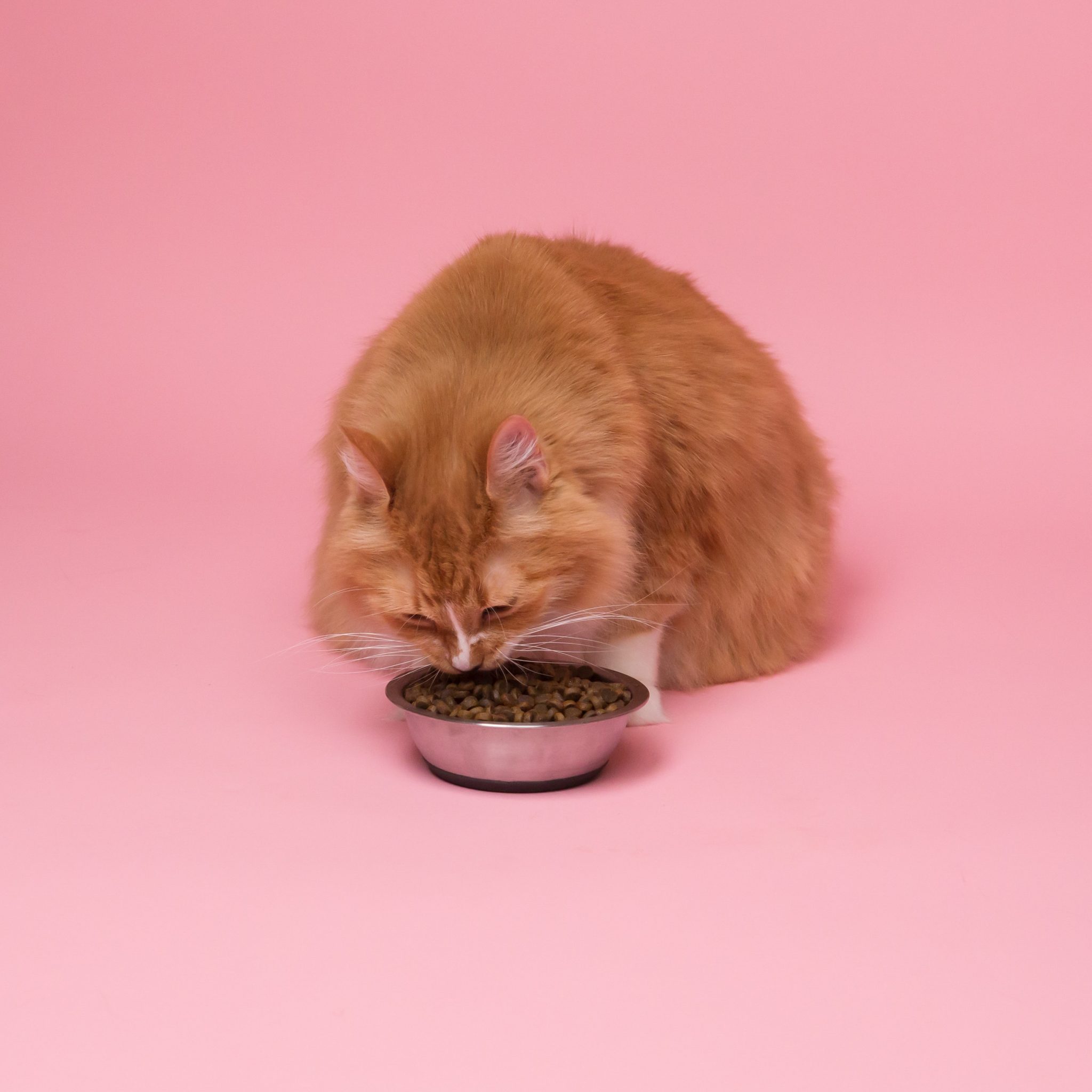 What Diet Should A Cat With Diarrhea Follow?