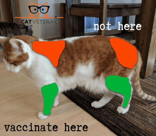 What Vaccines Do Indoor Cats Need?