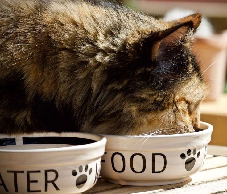 When To Start Feeding Kittens Wet Food
