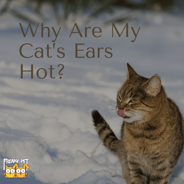 Why Are My Cats Ears Hot: 5 Things You Should Know