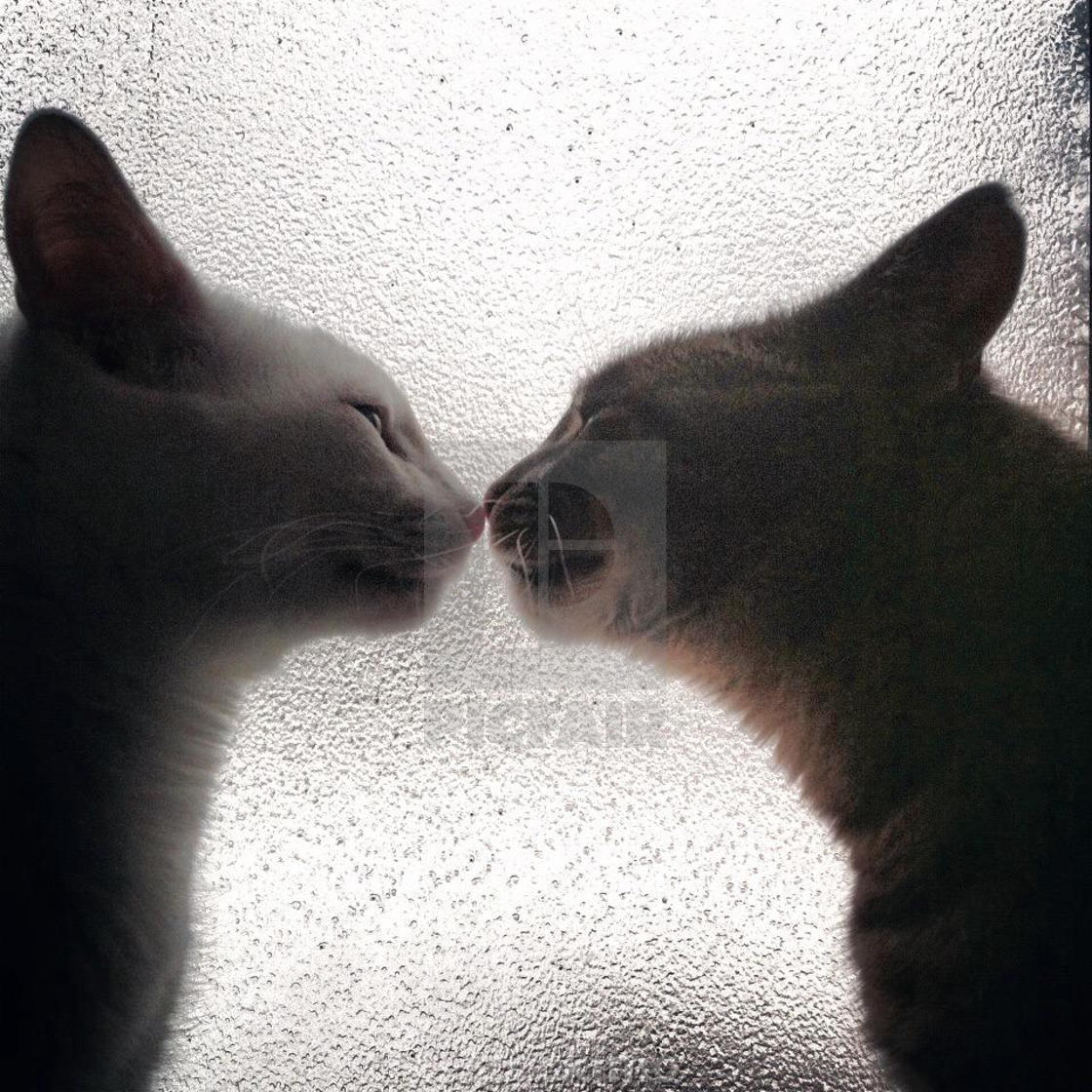 Why Do Cats Touch Noses