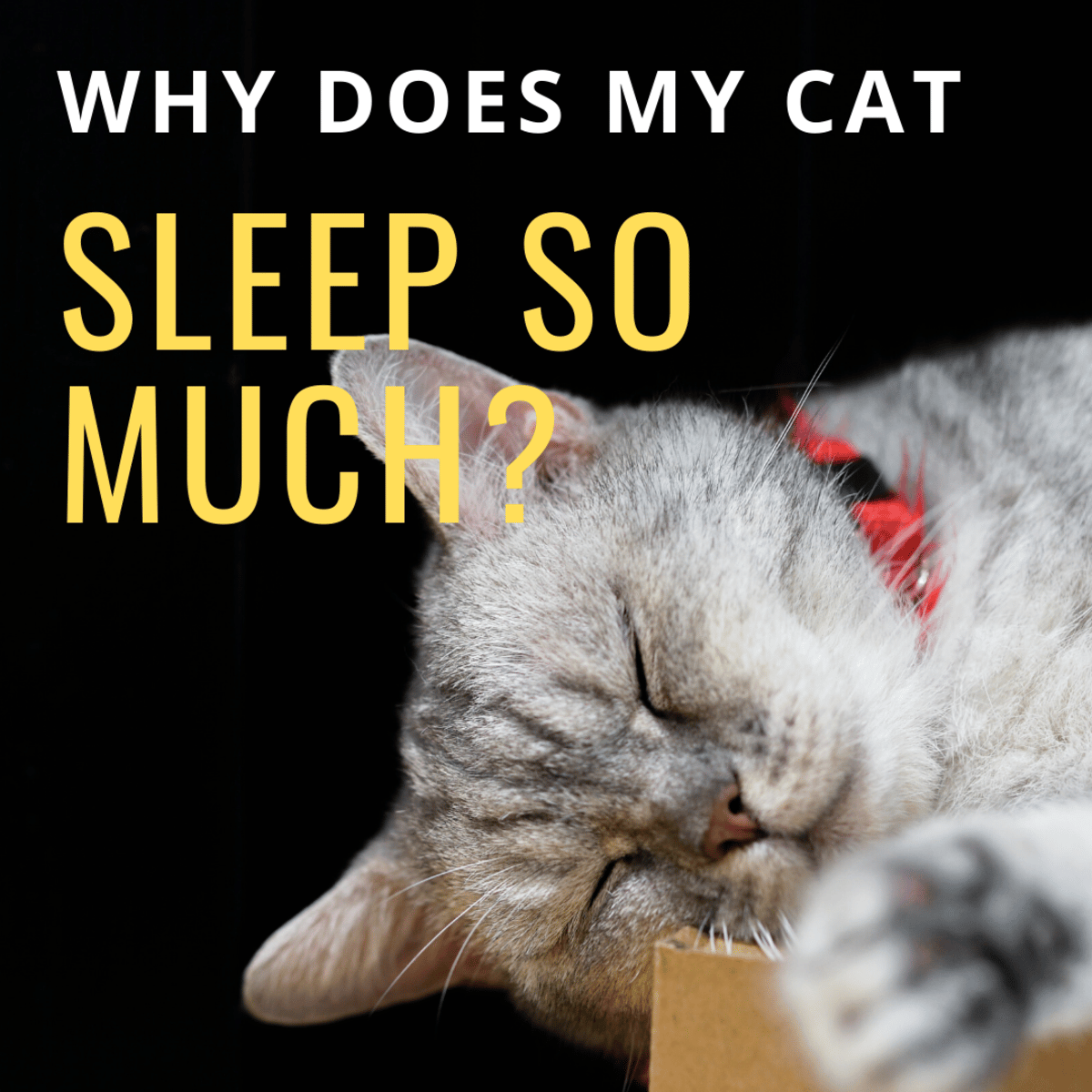 Why Does My Cat Sleep so Much?