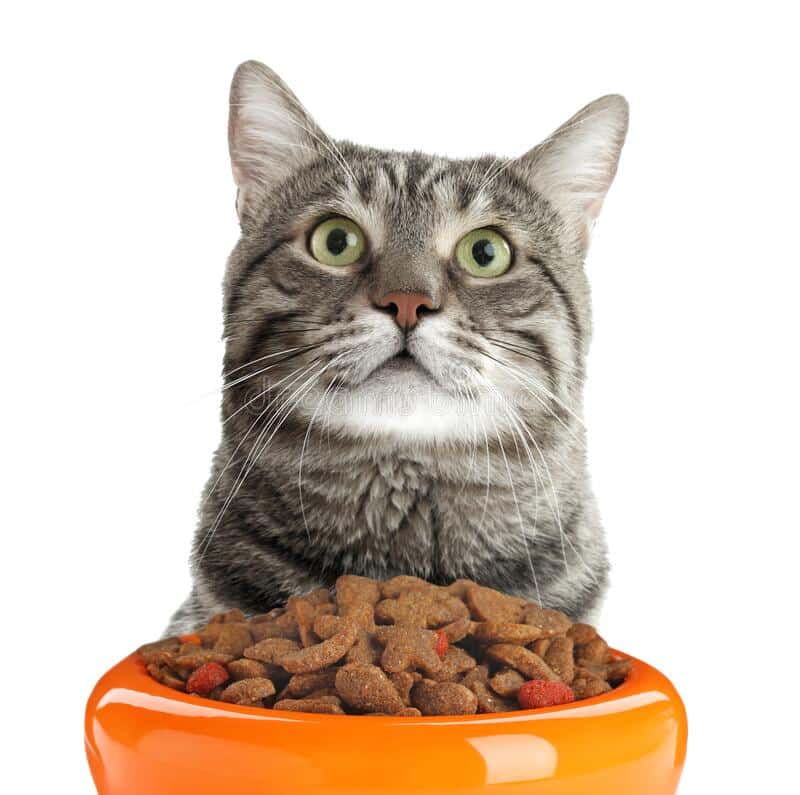 326 Orange Kitten Eating Dry Cat Food Photos