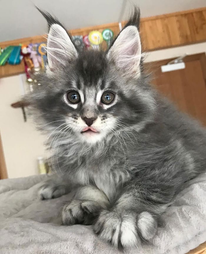 50 Cute Maine Coon Kittens That Are Future Giants In The Making
