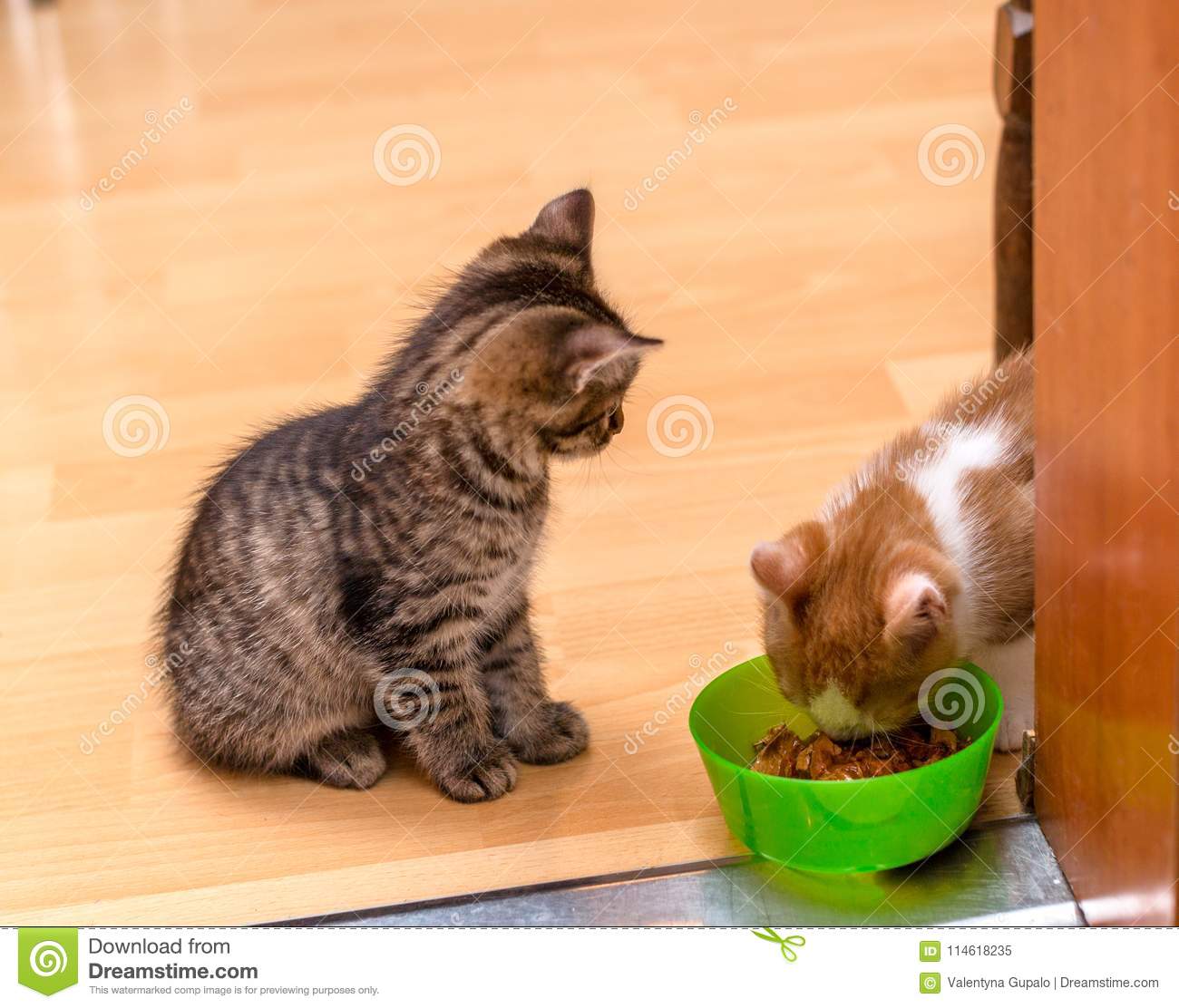 A Ginger and White Kitten Eating a Soft Canned Cat Food from a Green ...