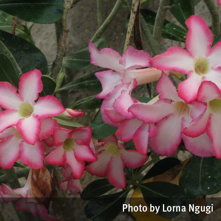 are desert roses poisonous to cats