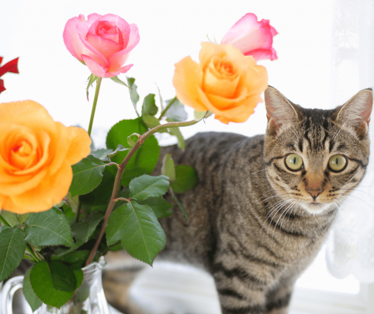 Are Roses Toxic To Cats? Everything You Need To Know About 7 Common Plants