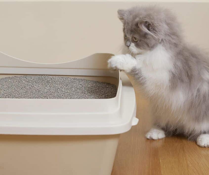 Automatic Cat Litter Boxes: Product Reviews