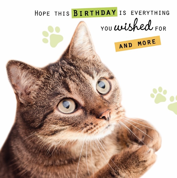 Birthday Cat Wishes  OCD