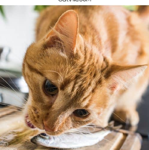 Can Cats Eat Anchovies? [7 Great Benefits for Your Felines]