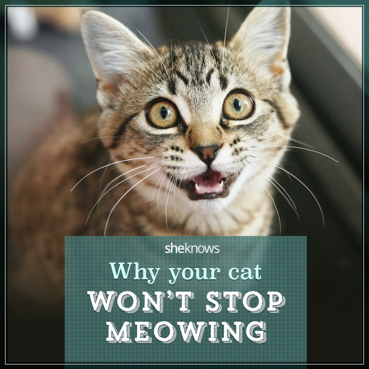 Crazy Cat Lady: Why wonât my cat stop meowing? â SheKnows