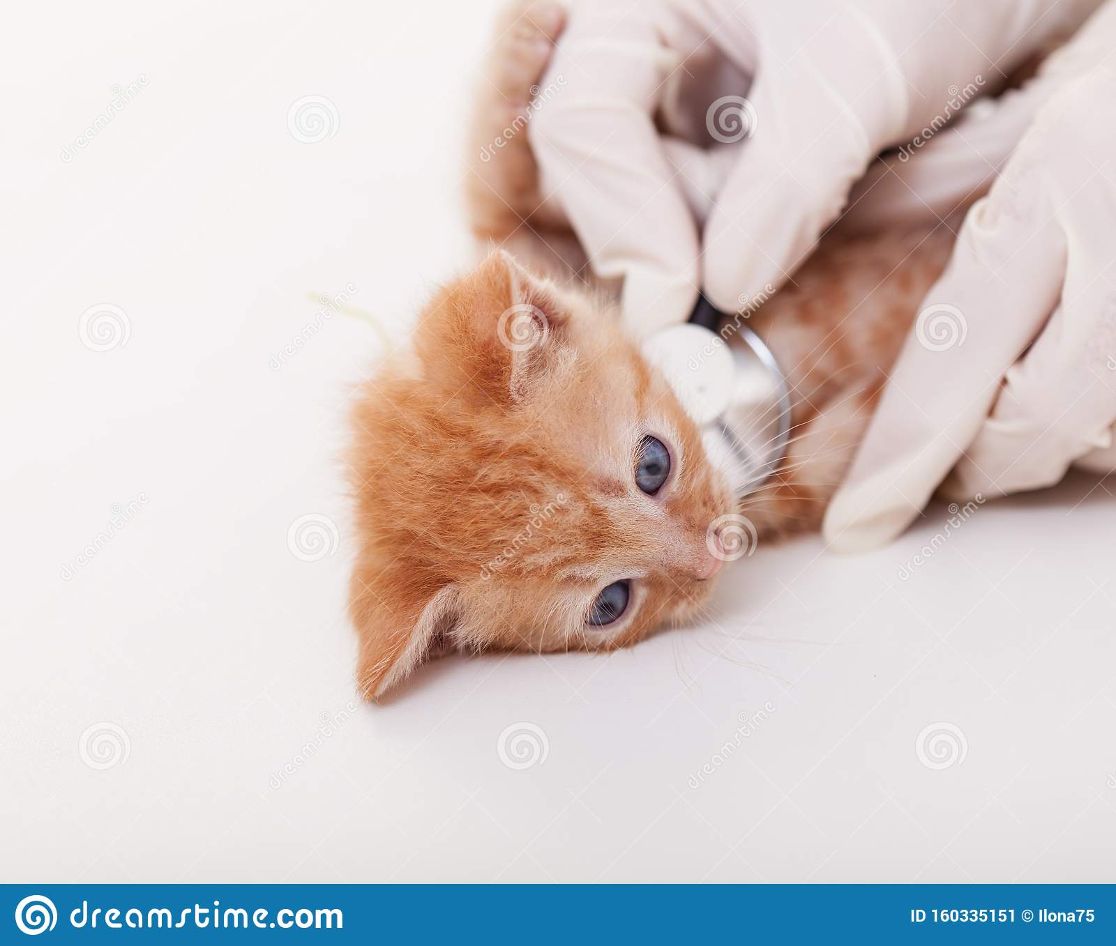 Cute Ginger Kitten Being Examined at the Veterinary Doctor Stock Image ...