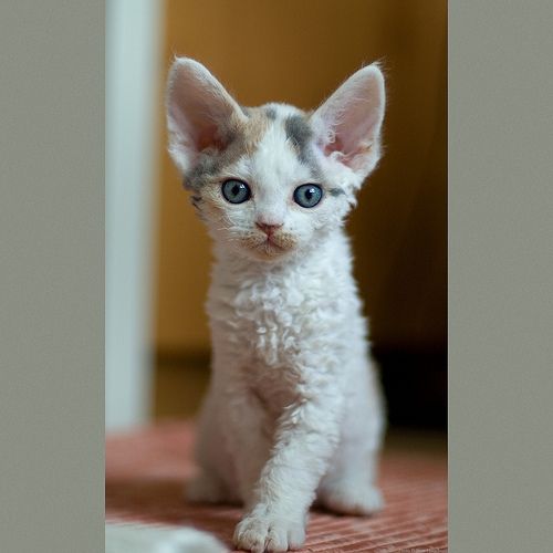 Devon Rex Cat For Adoption