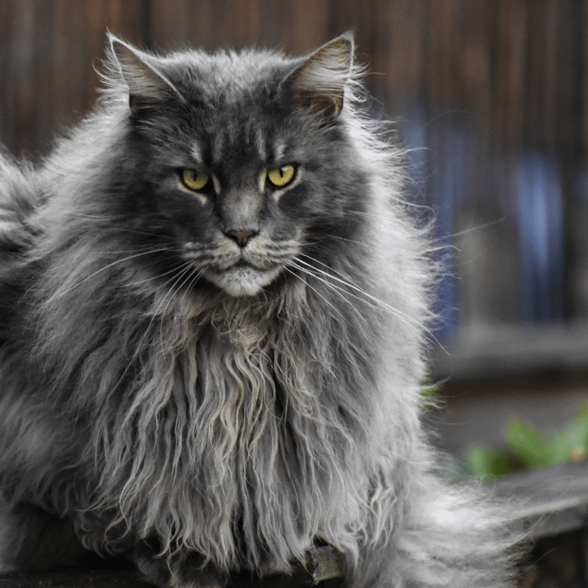 From Ear Tufts to Fluffy Tails: How to Identify Your Pet Cat