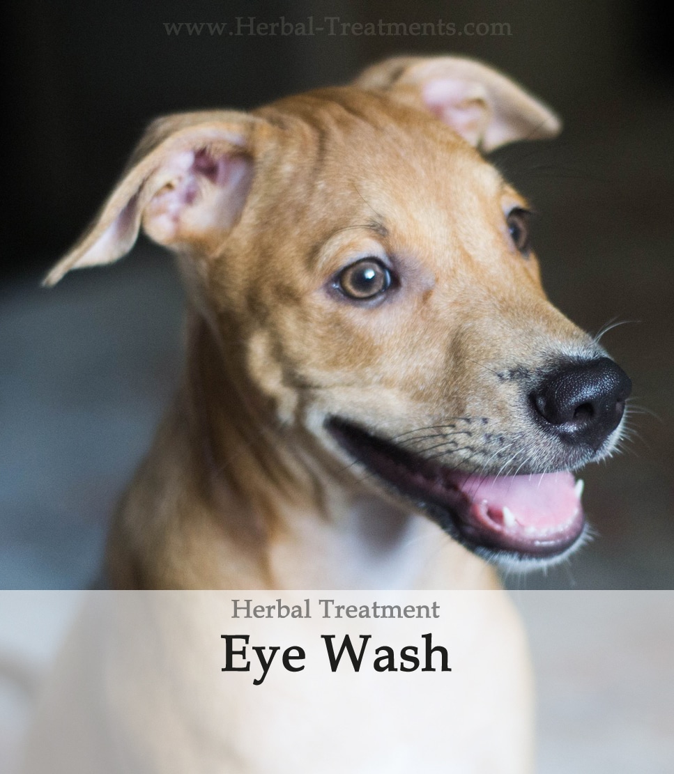 Herbal Eye Wash for Dogs