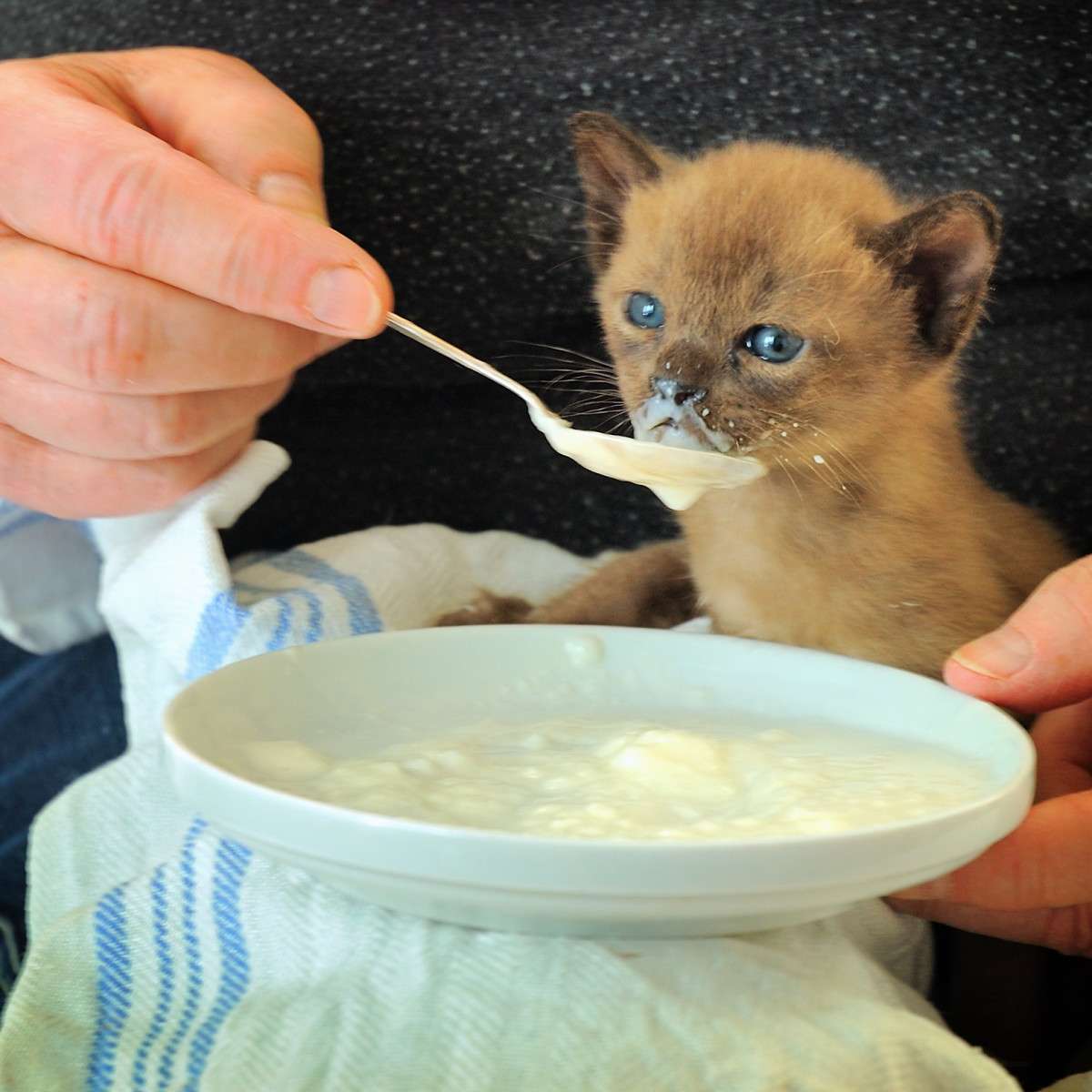 How Often Do Newborn Kittens Need To Eat