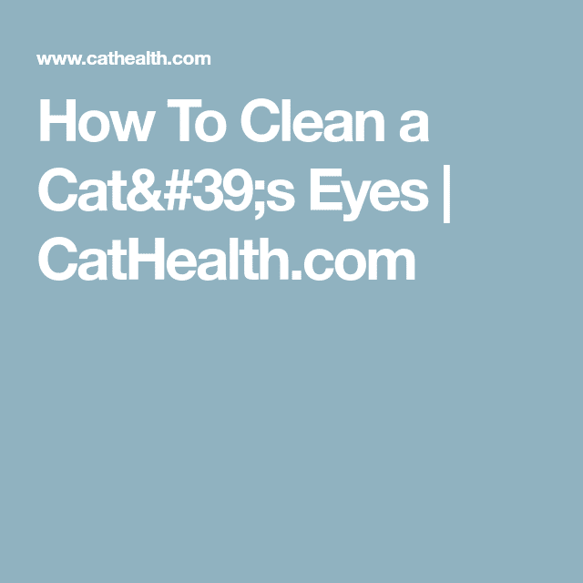 How To Clean a Cat