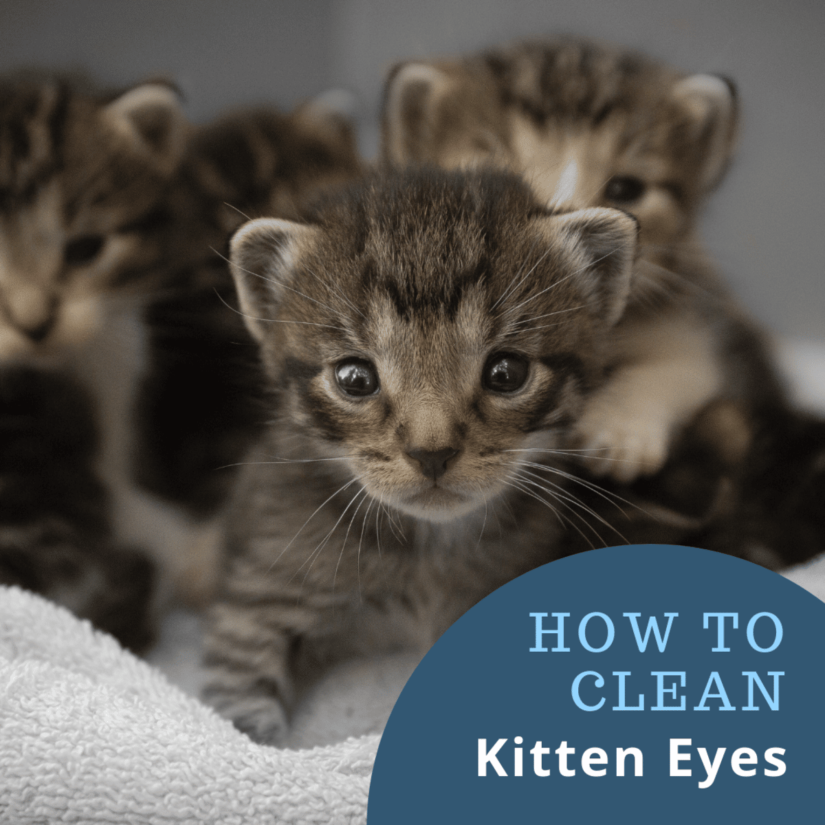 How to Clean Kitten Eyes That Are Matted Shut