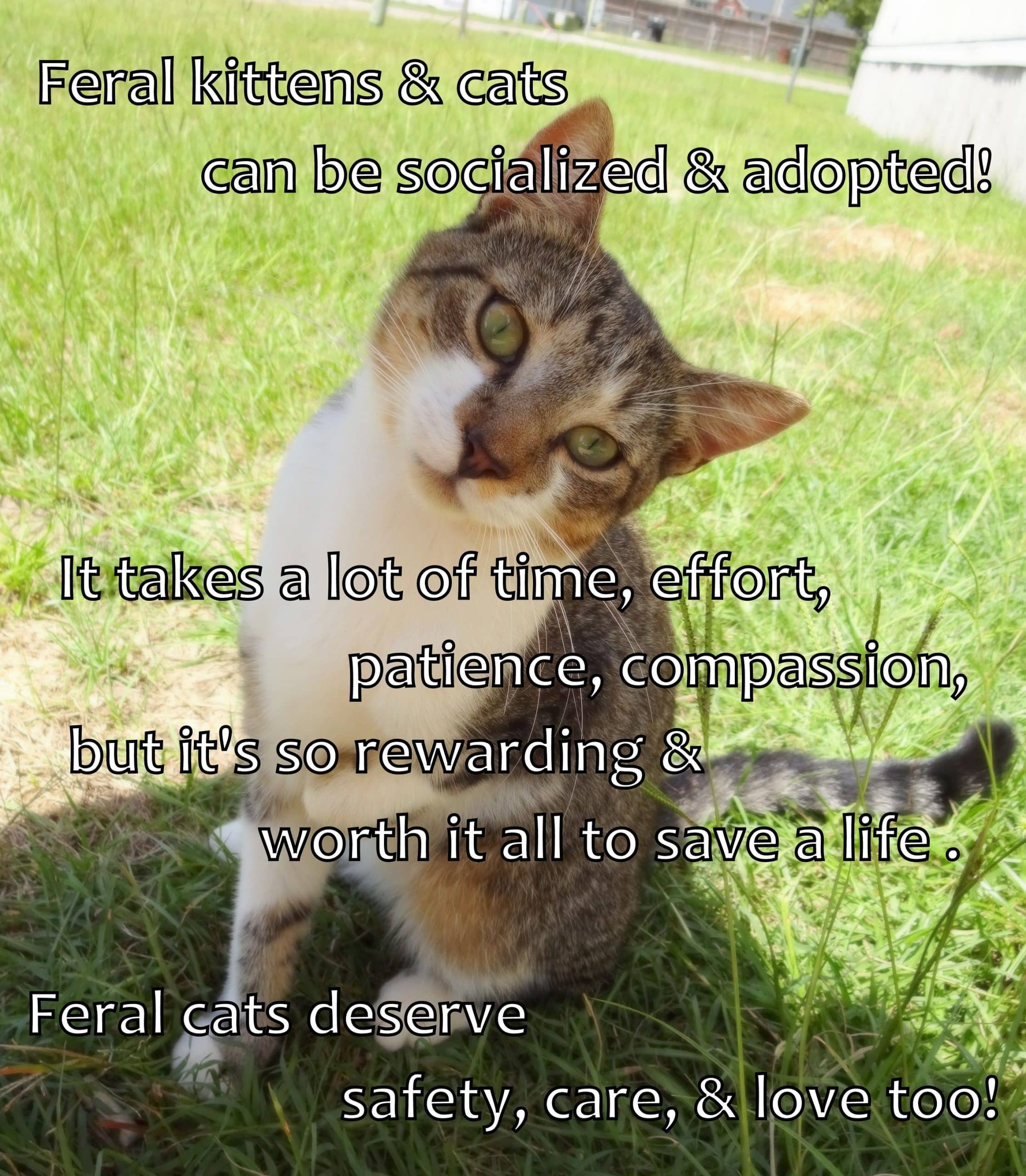 How To Tame A Feral Kitten Uk
