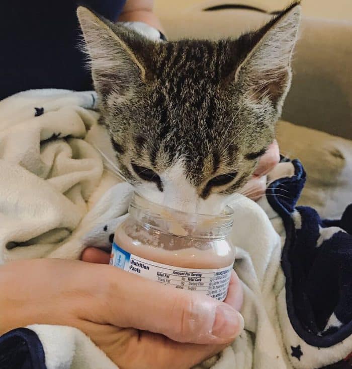 Is baby food safe for cats? â PoC