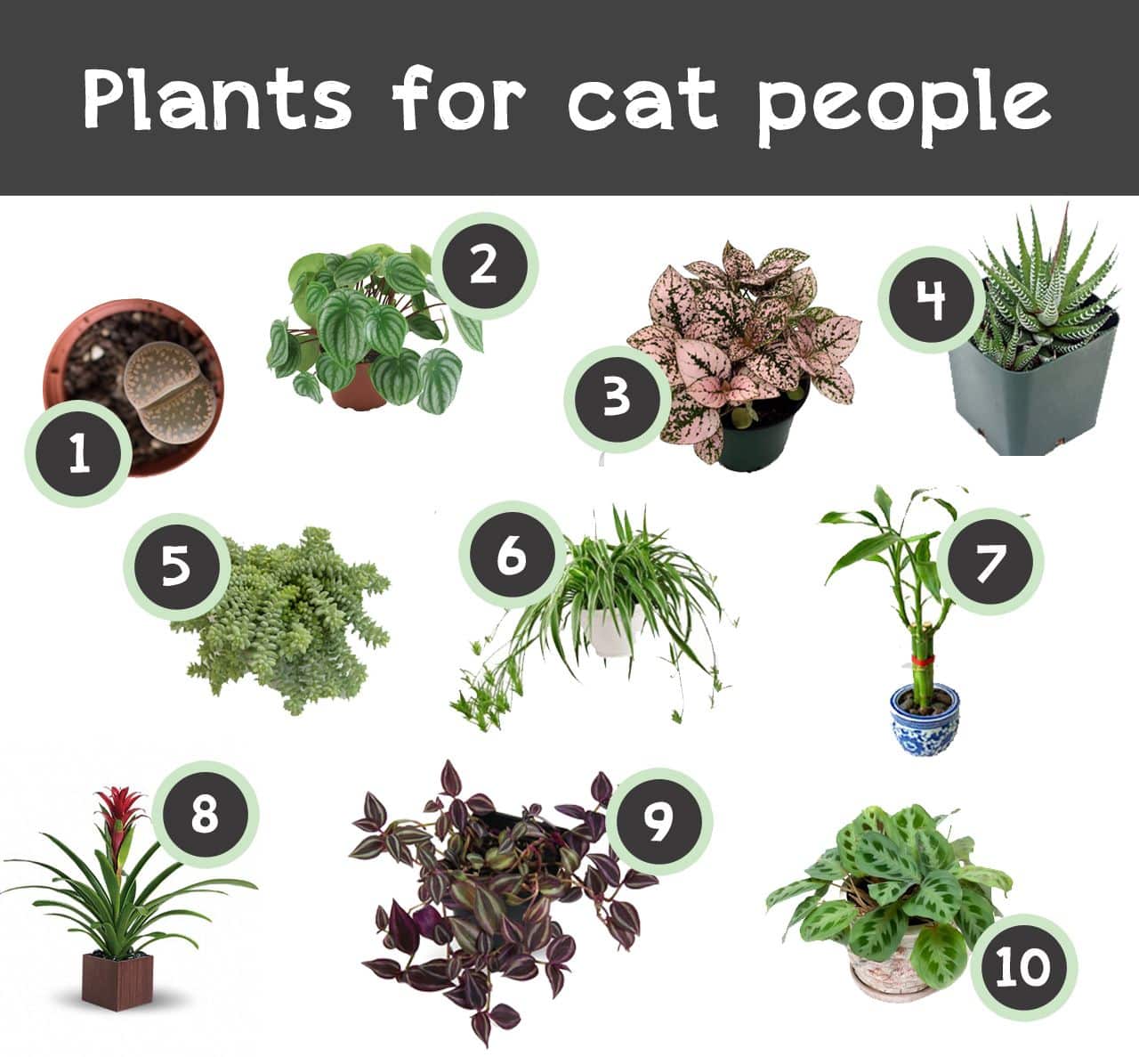 Isabel Ross: Indoor Flowers Safe For Cats : Indoor Plants That Are Safe ...
