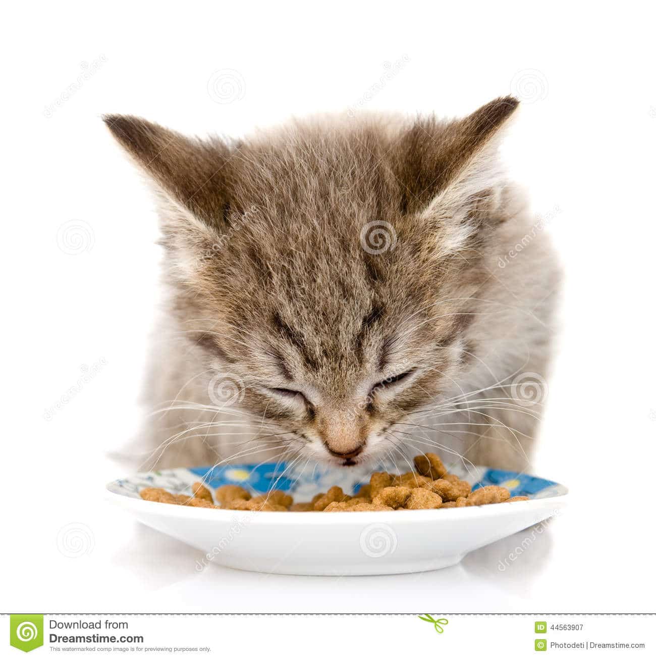 Kitten Eating Cat Food. on White Background Stock Image